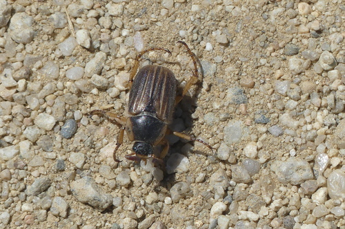 Amphimallon pygiale - Photo (c) mediambient_ajelprat, some rights reserved (CC BY-NC)