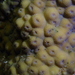 Hedgehog Corals - Photo (c) Berta Companys, some rights reserved (CC BY-NC), uploaded by Berta Companys