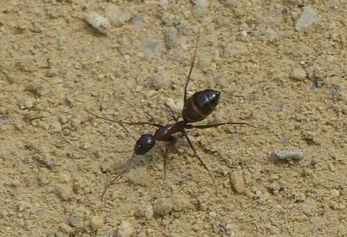 Camponotus sylvaticus - Photo (c) mediambient_ajelprat, some rights reserved (CC BY-NC)