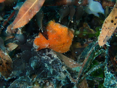 Hymedesmia - Photo (c) Berta Companys Oliva, some rights reserved (CC BY-NC)