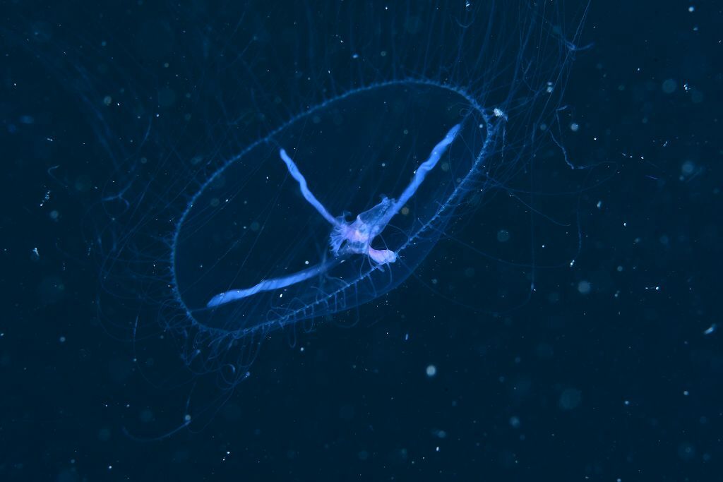 Blackfordia virginica Mayer, 1910