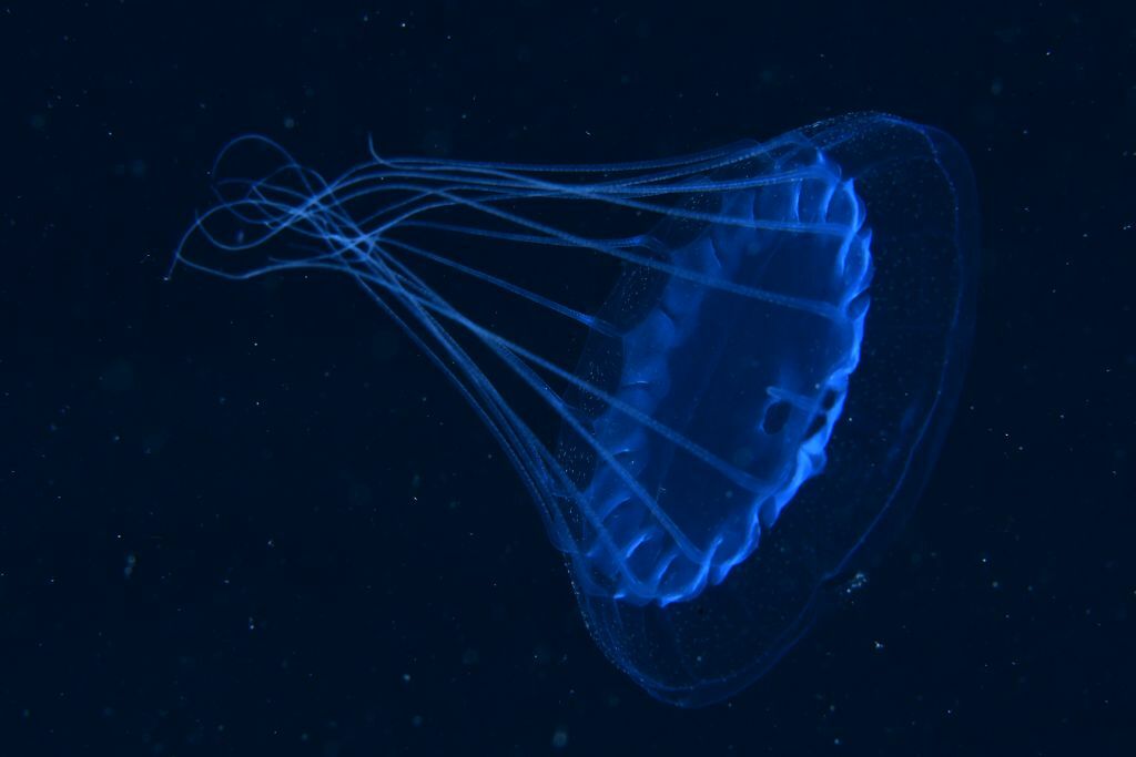 Solmissus albescens (Gegenbaur, 1857)