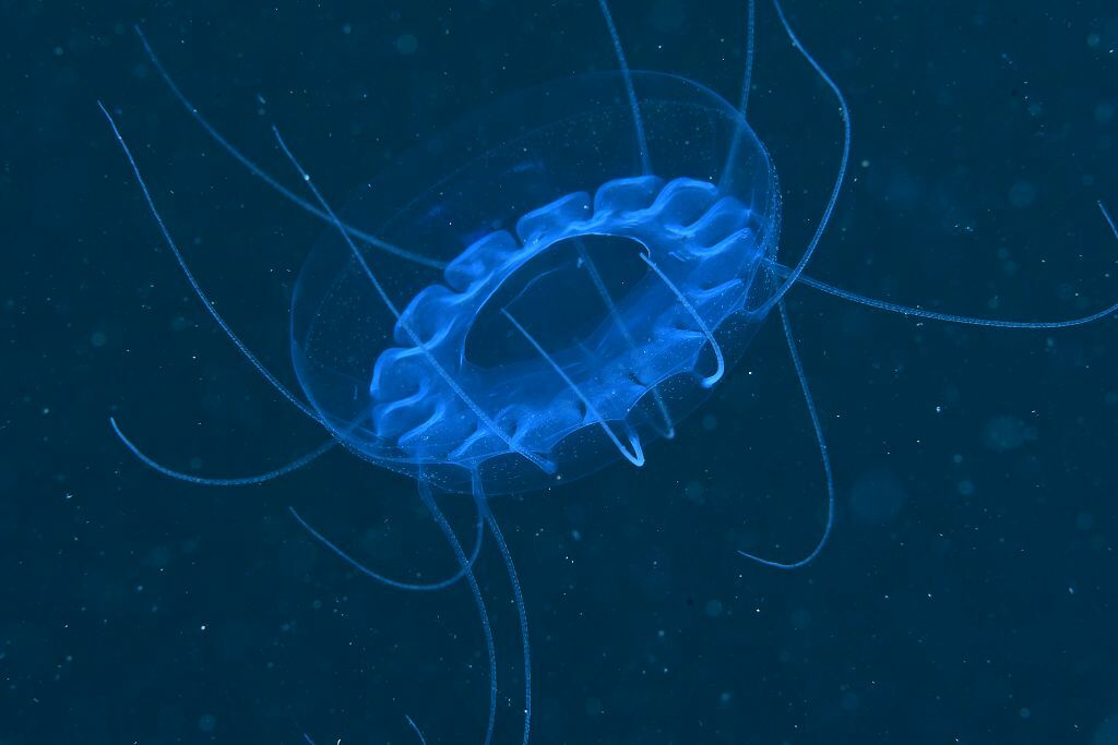 Solmissus albescens (Gegenbaur, 1857)