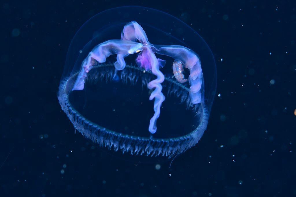 Blackfordia virginica Mayer, 1910