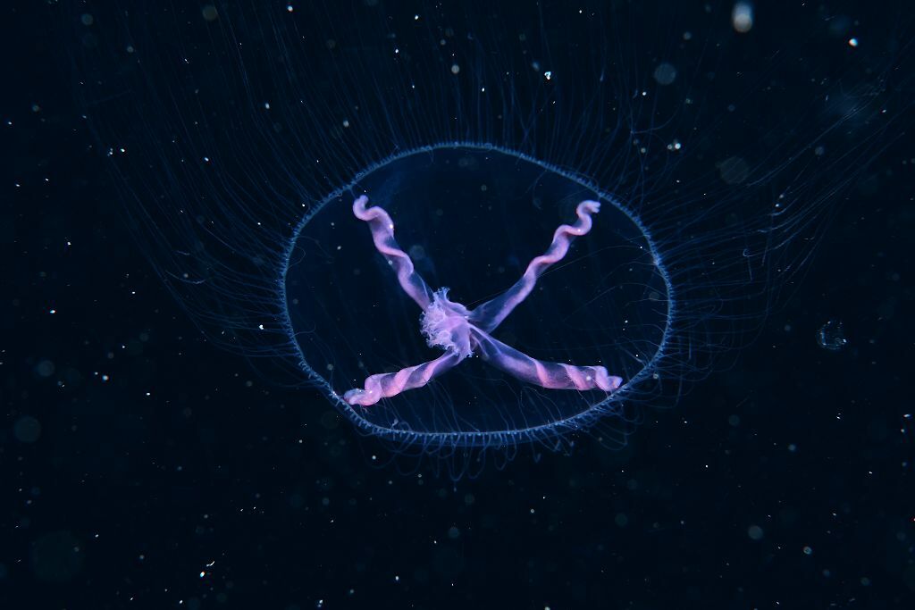 Blackfordia virginica Mayer, 1910