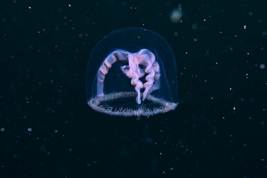 Blackfordia virginica Mayer, 1910
