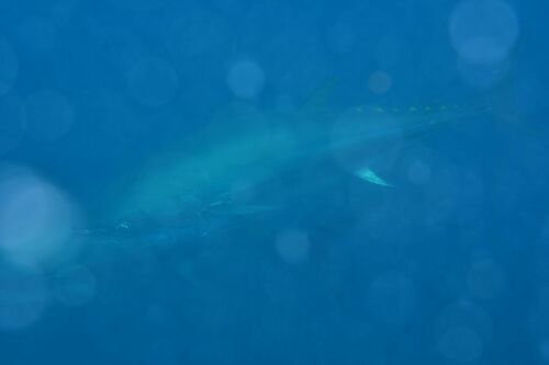 Atlantic Bluefin Tuna - Photo (c) xavi salvador costa, some rights reserved (CC BY-NC)