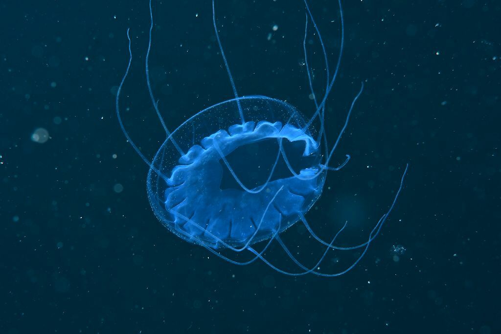 Solmissus albescens (Gegenbaur, 1857)