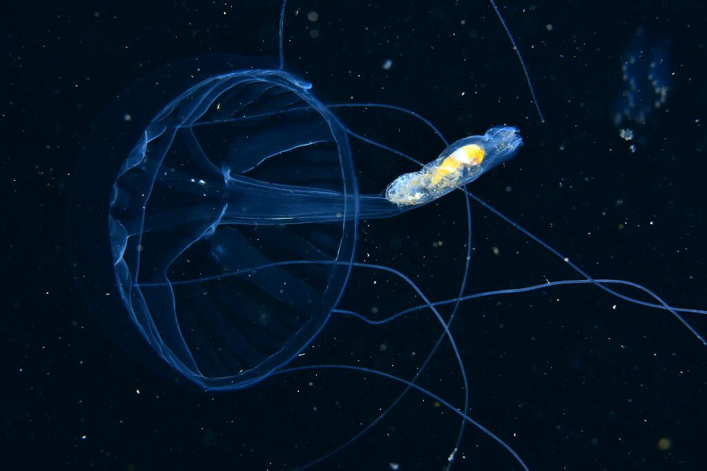 Geryonia proboscidalis (Forsskål, 1775)