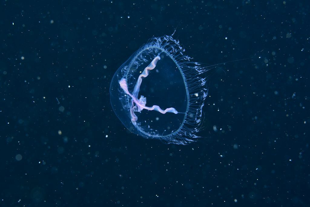Blackfordia virginica Mayer, 1910