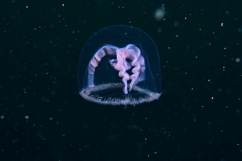 Blackfordia virginica Mayer, 1910