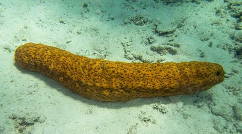 Herrmann's Sea Cucumber - Photo (c) Bernat Garrigós, some rights reserved (CC BY-NC)