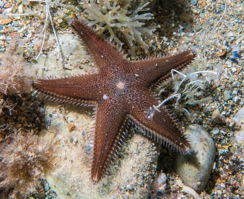 Astropecten spinulosus - Photo (c) Bernat Garrigós, some rights reserved (CC BY-NC)