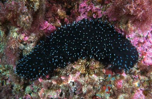 Atlantic Black Sea Cucumber - Photo (c) Bernat Garrigós, some rights reserved (CC BY-NC)