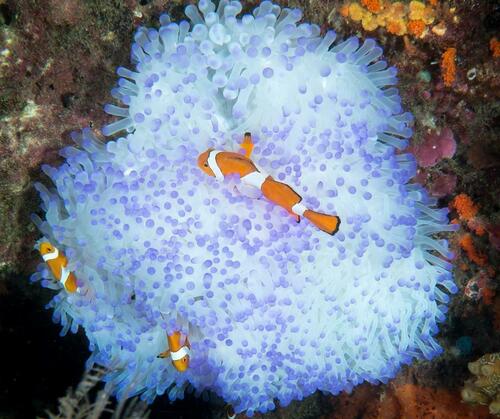 Juggalo Clownfish - Photo (c) Bernat Garrigós, some rights reserved (CC BY-NC)