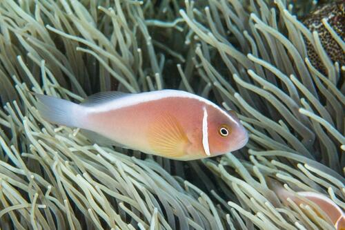 Pink Anemonefish - Photo (c) Bernat Garrigós, some rights reserved (CC BY-NC)