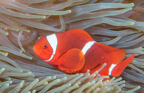 Spine-cheek Clownfish - Photo (c) Bernat Garrigós, some rights reserved (CC BY-NC)