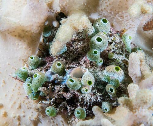 Urn Tunicate - Photo (c) Bernat Garrigós, some rights reserved (CC BY-NC)