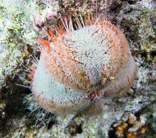 Short-spined Urchin (Tripneustes gratilla) · MINKA