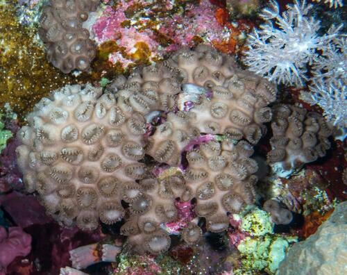 Sea Mat Zoanthid - Photo (c) Bernat Garrigós, some rights reserved (CC BY-NC)