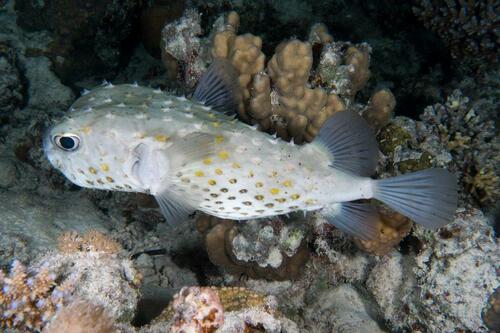 Spotbase Burrfish - Photo (c) Bernat Garrigós, some rights reserved (CC BY-NC)