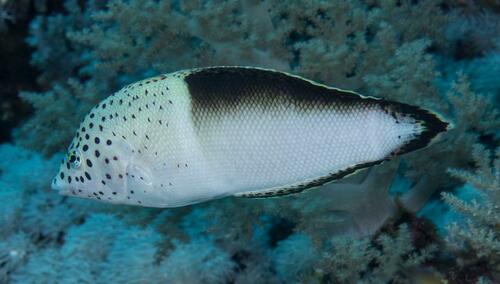 Redblotched Wrasse - Photo (c) Bernat Garrigós, some rights reserved (CC BY-NC)