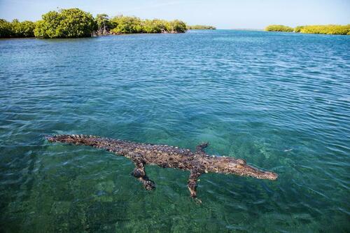 American Crocodile - Photo (c) Bernat Garrigós, some rights reserved (CC BY-NC)