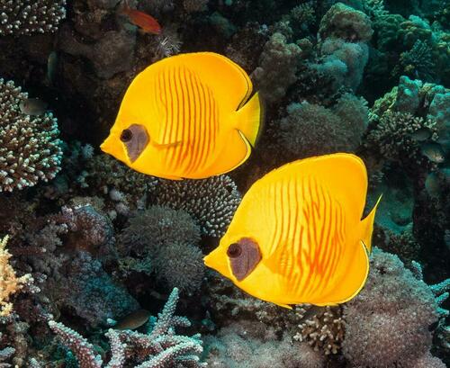 Masked Butterflyfish - Photo (c) Bernat Garrigós, some rights reserved (CC BY-NC)