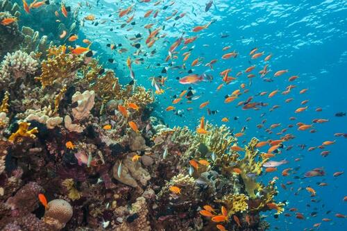 Onestripe Goldie - Photo (c) Bernat Garrigós, some rights reserved (CC BY-NC)