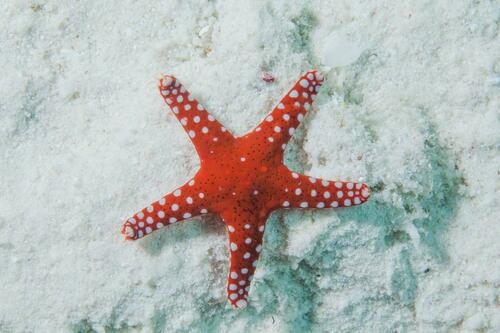 Ghardaqa Sea Star - Photo (c) Bernat Garrigós, some rights reserved (CC BY-NC)