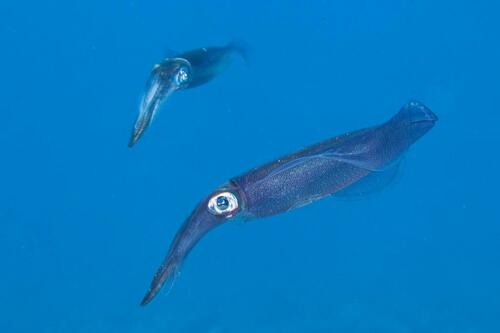 Bigfin Reef Squid - Photo (c) Bernat Garrigós, some rights reserved (CC BY-NC)