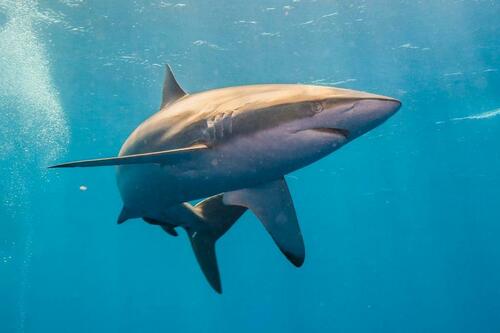 Silk Shark - Photo (c) Bernat Garrigós, some rights reserved (CC BY-NC)