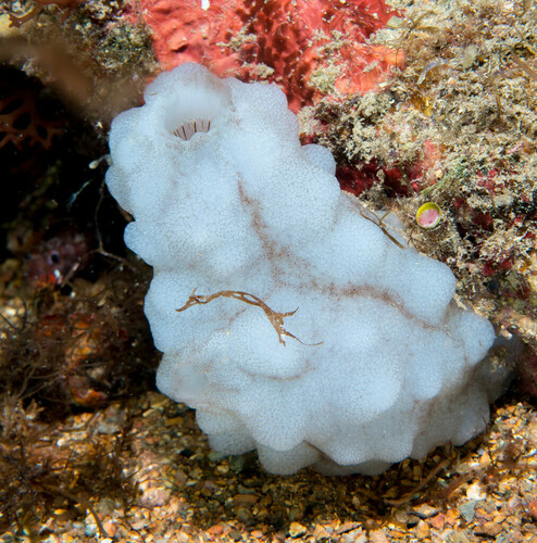 White Sea-Squirt - Photo (c) Bernat Garrigós, some rights reserved (CC BY-NC)