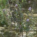 Mentha aquatica - Photo (c) beal, some rights reserved (CC BY-NC)