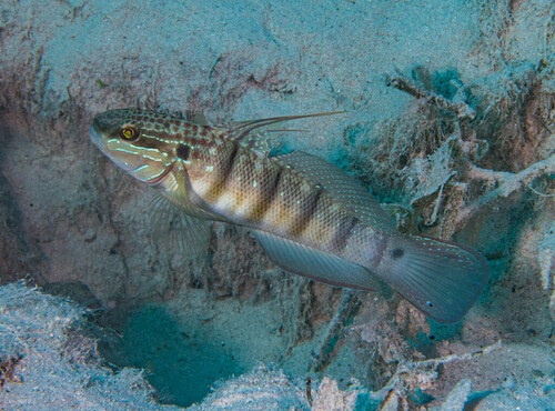 Tailspot Goby - Photo (c) Bernat Garrigós, some rights reserved (CC BY-NC)