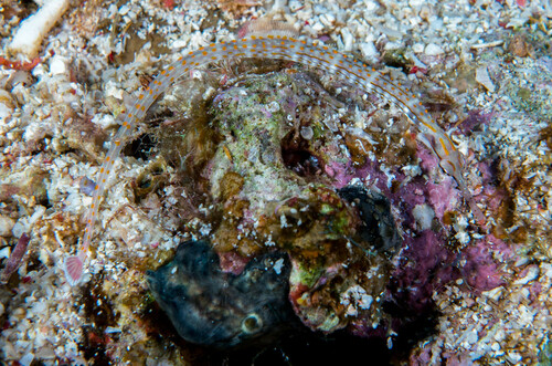 Schultz's Pipefish (Corythoichthys schultzi) · MINKA