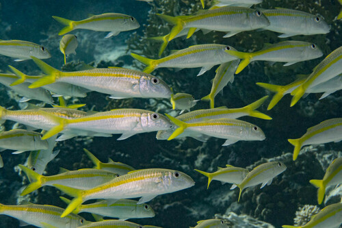 Flame Goatfish - Photo (c) Bernat Garrigós, some rights reserved (CC BY-NC)