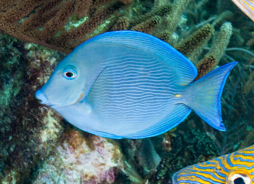 Atlantic Blue Tang - Photo (c) Bernat Garrigós, some rights reserved (CC BY-NC)