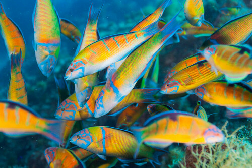 Ornate Wrasse - Photo (c) Bernat Garrigós, some rights reserved (CC BY-NC)