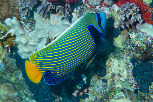 Emperor Angelfish - Photo (c) Bernat Garrigós, some rights reserved (CC BY-NC)