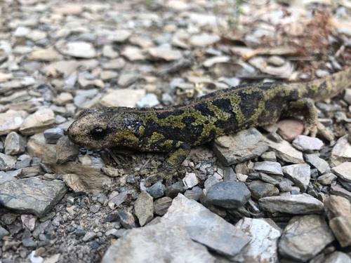 Marbled Newt - Photo (c) Bernat Garrigós, some rights reserved (CC BY-NC)