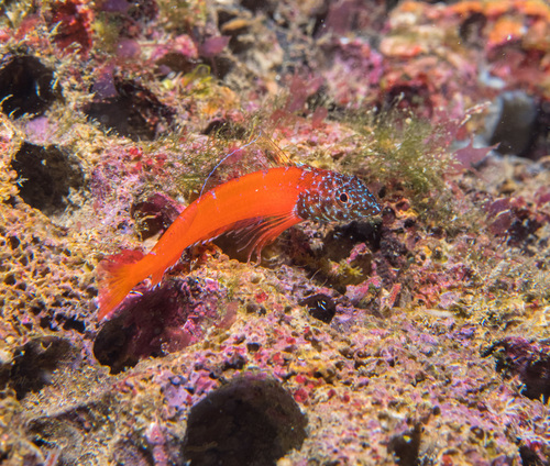 Small Triplefin Blenny - Photo (c) Bernat Garrigós, some rights reserved (CC BY-NC)