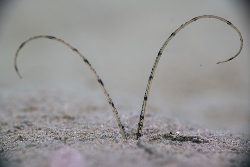 Mesochaetopterus rogeri - Photo (c) Bernat Garrigós, some rights reserved (CC BY-NC)