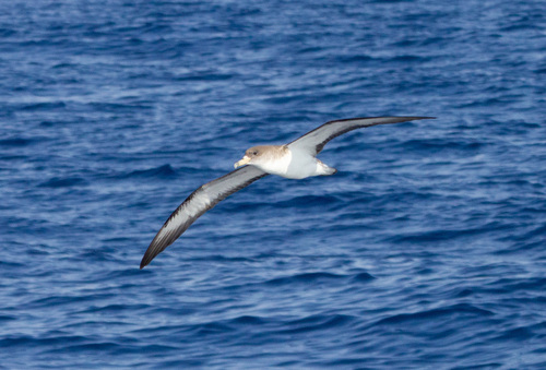 Cory's Shearwater - Photo (c) Bernat Garrigós, some rights reserved (CC BY-NC)