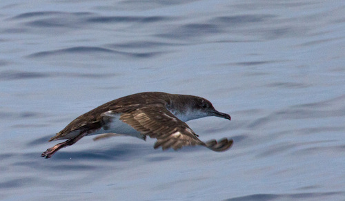 Balearic Shearwater - Photo (c) Bernat Garrigós, some rights reserved (CC BY-NC)
