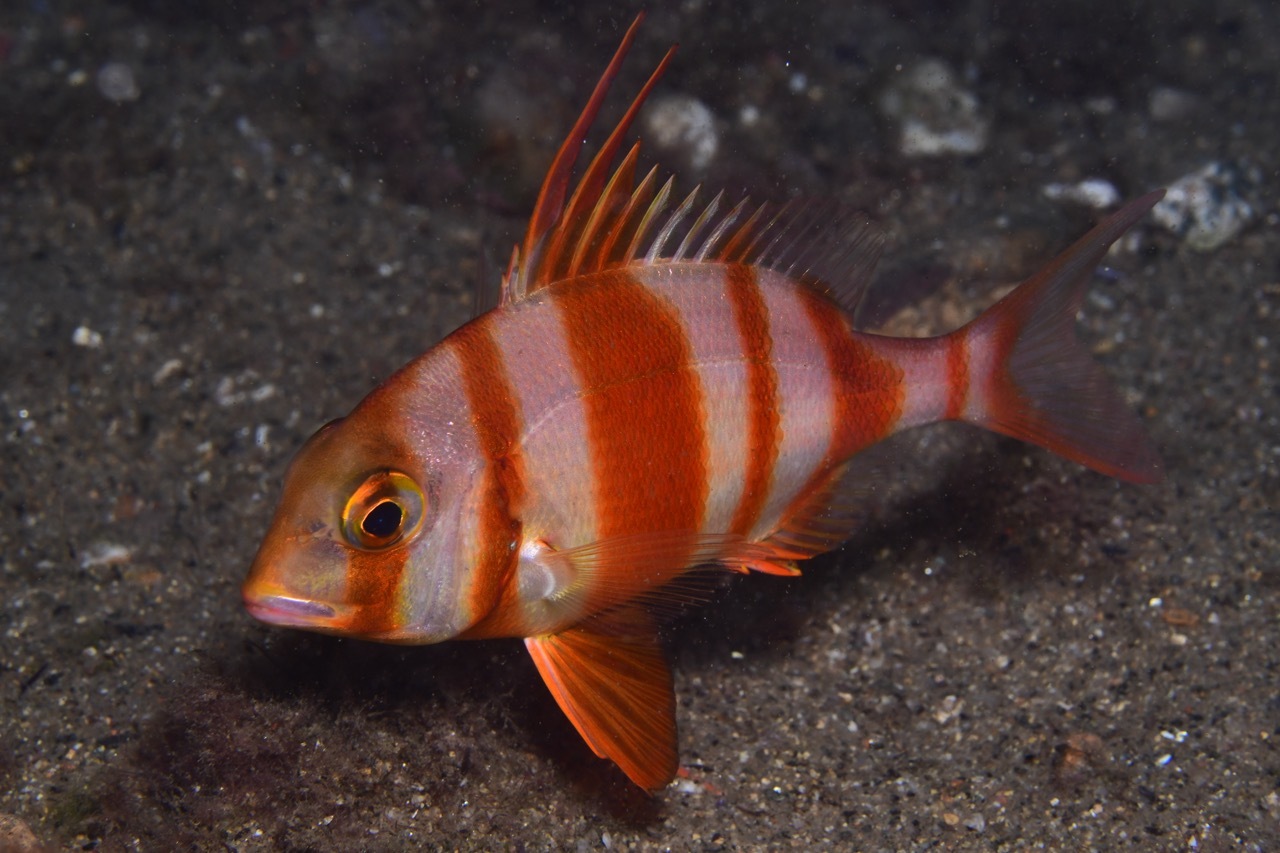 Redbanded seabream (Pagrus auriga) — Sparidae — 5