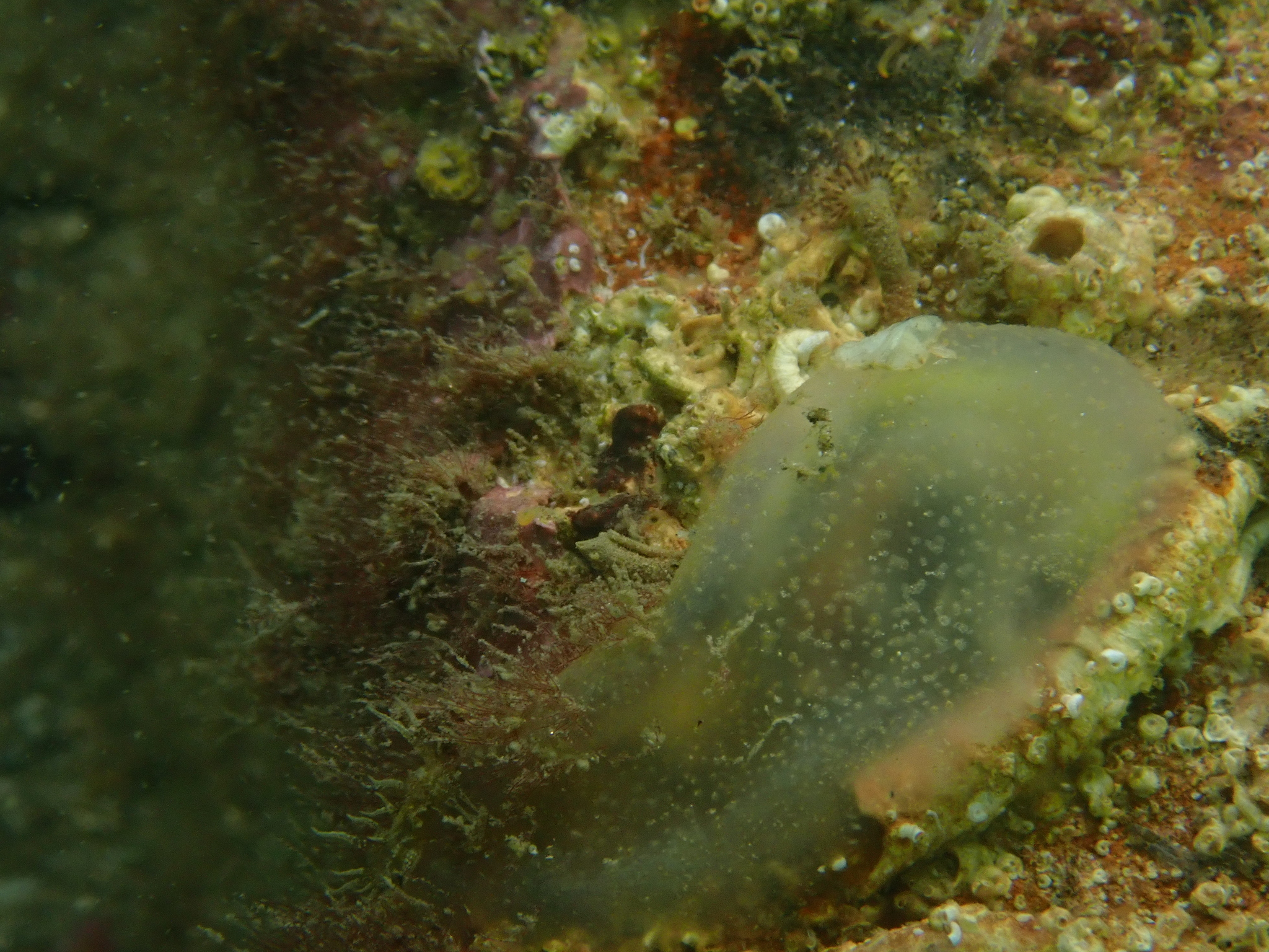 Ascidia conchilega Müller, 1776