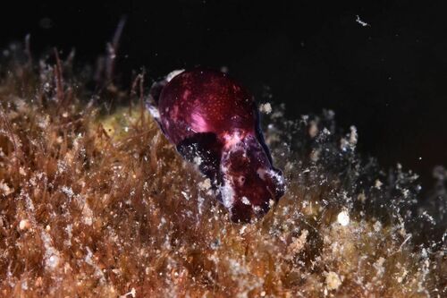 Haminoea - Photo (c) xavi salvador costa, some rights reserved (CC BY-NC)