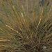 Wild Ryes and Wheatgrasses - Photo (c) Manel Ortega, some rights reserved (CC BY), uploaded by Manel Ortega