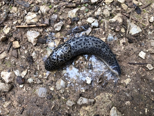 Leopard Slug - Photo (c) Bernat Garrigós, some rights reserved (CC BY-NC)